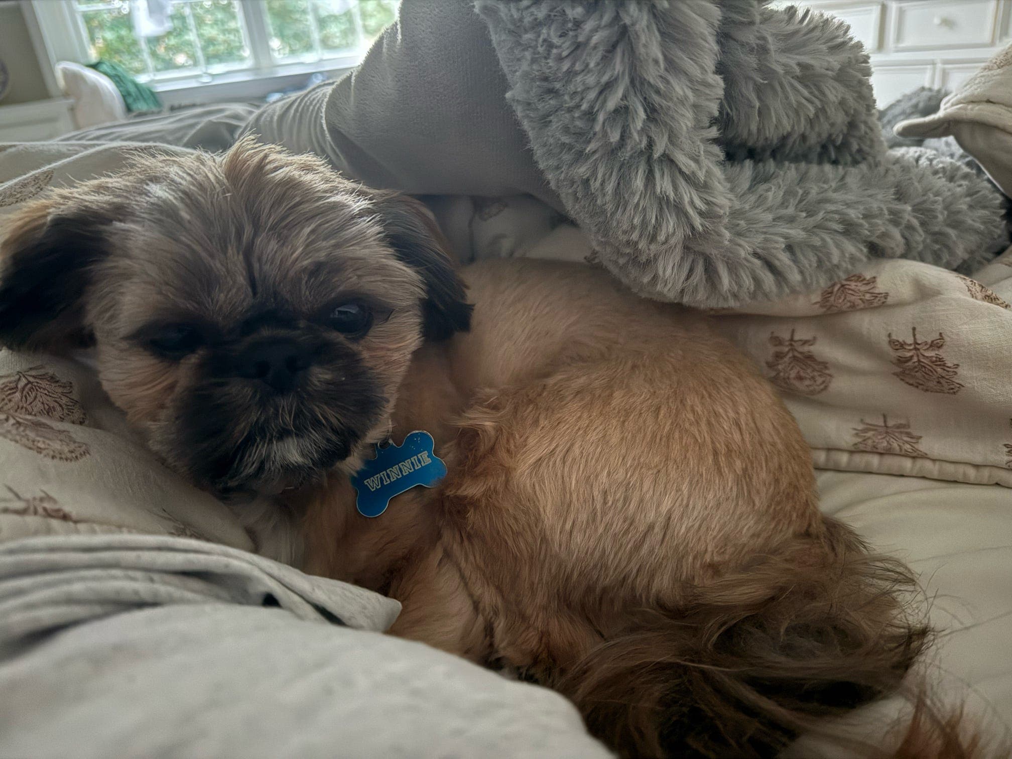 Winnie cozy on the bed